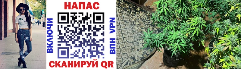 Бошки Шишки VHQ  даркнет сайт  Микунь 